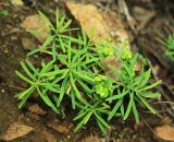 Euphorbia leoncroizatii