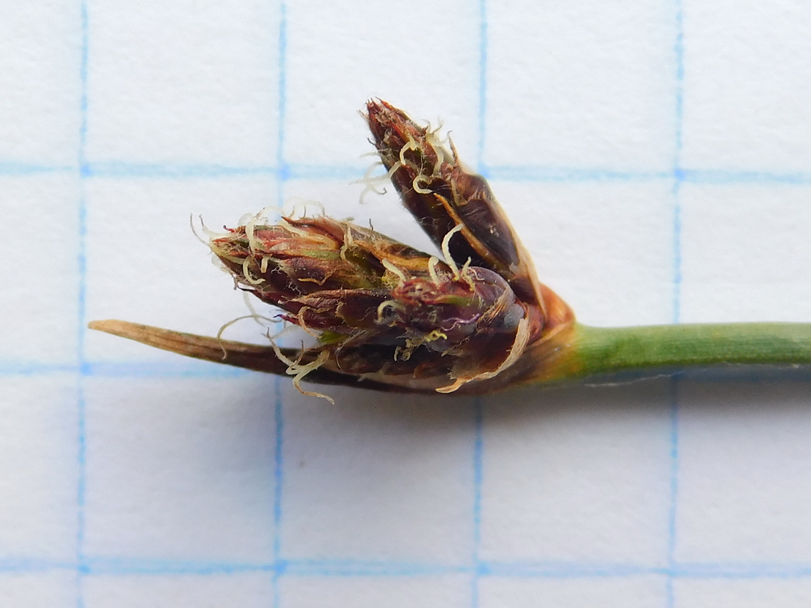 Image of Schoenoplectus lacustris specimen.