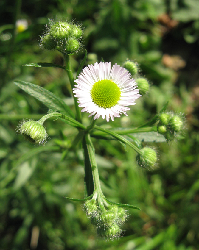 Изображение особи Erigeron strigosus.