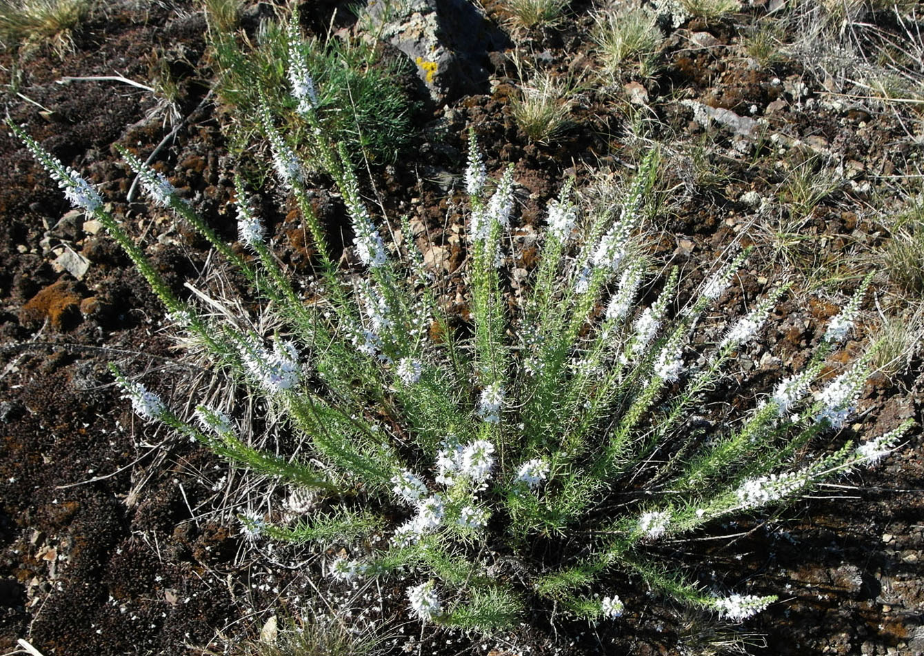 Image of Veronica pinnata specimen.