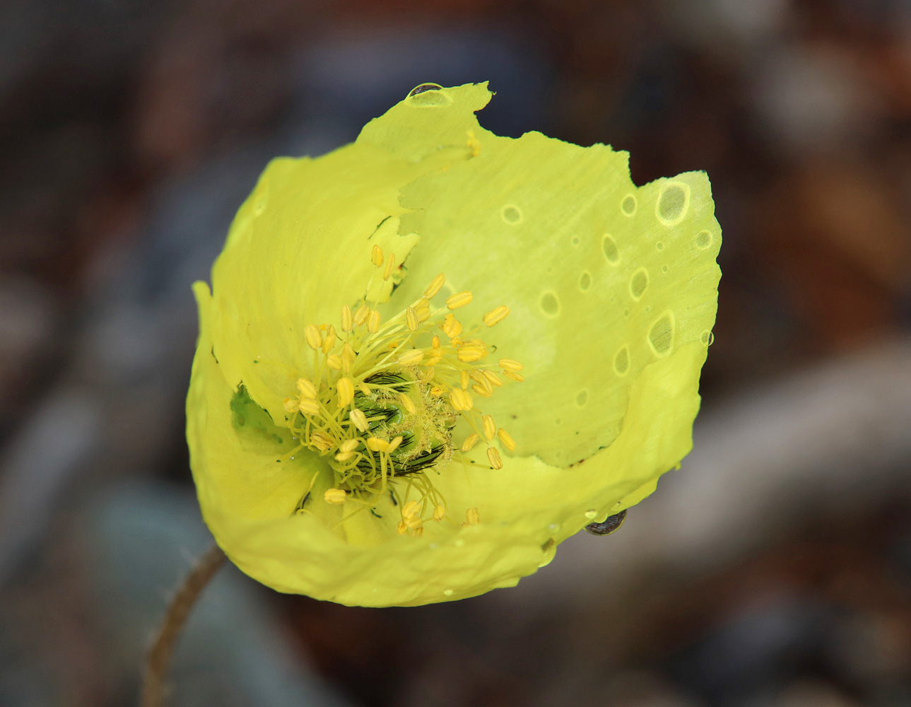 Изображение особи род Papaver.