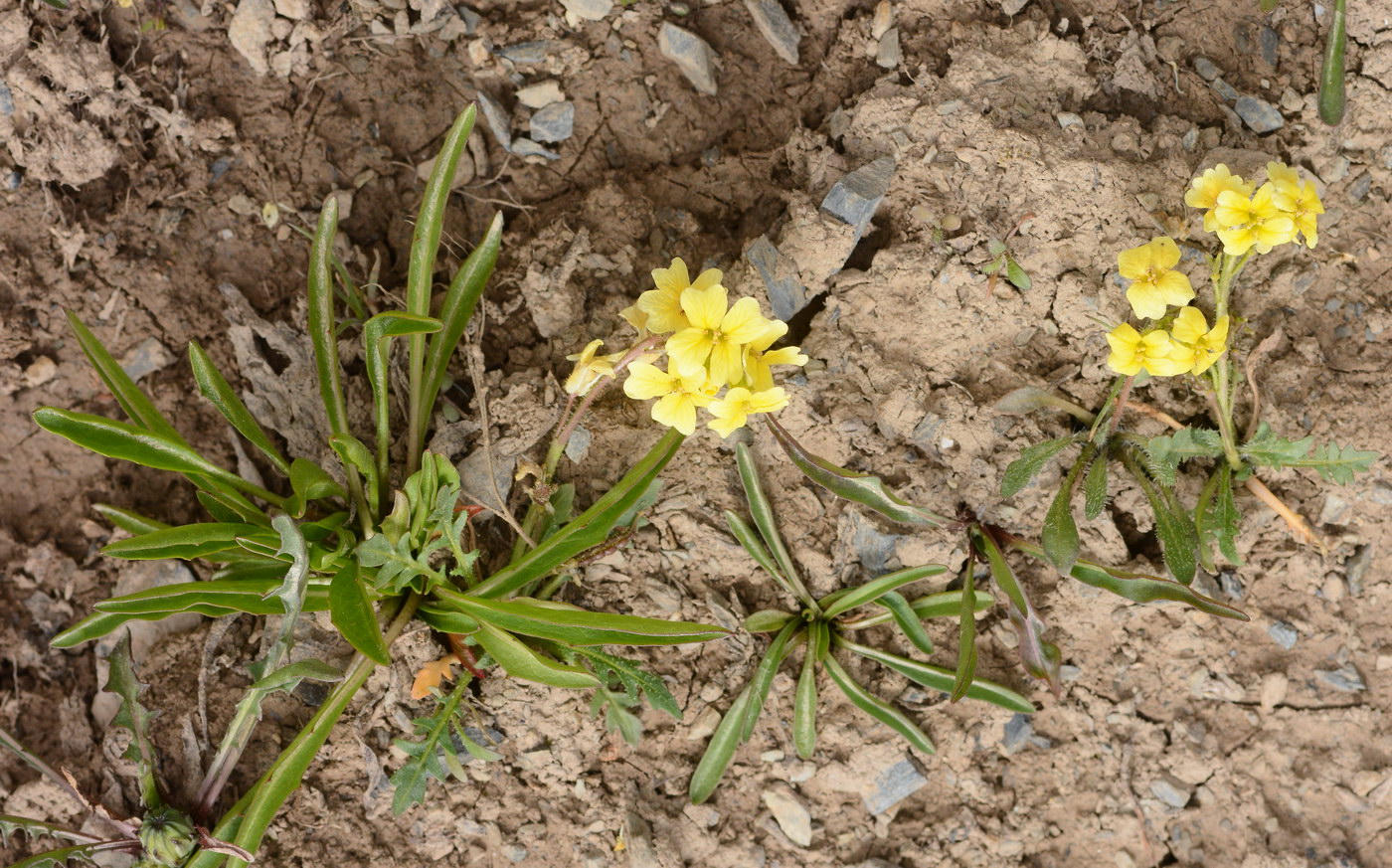 Изображение особи Chorispora macropoda.