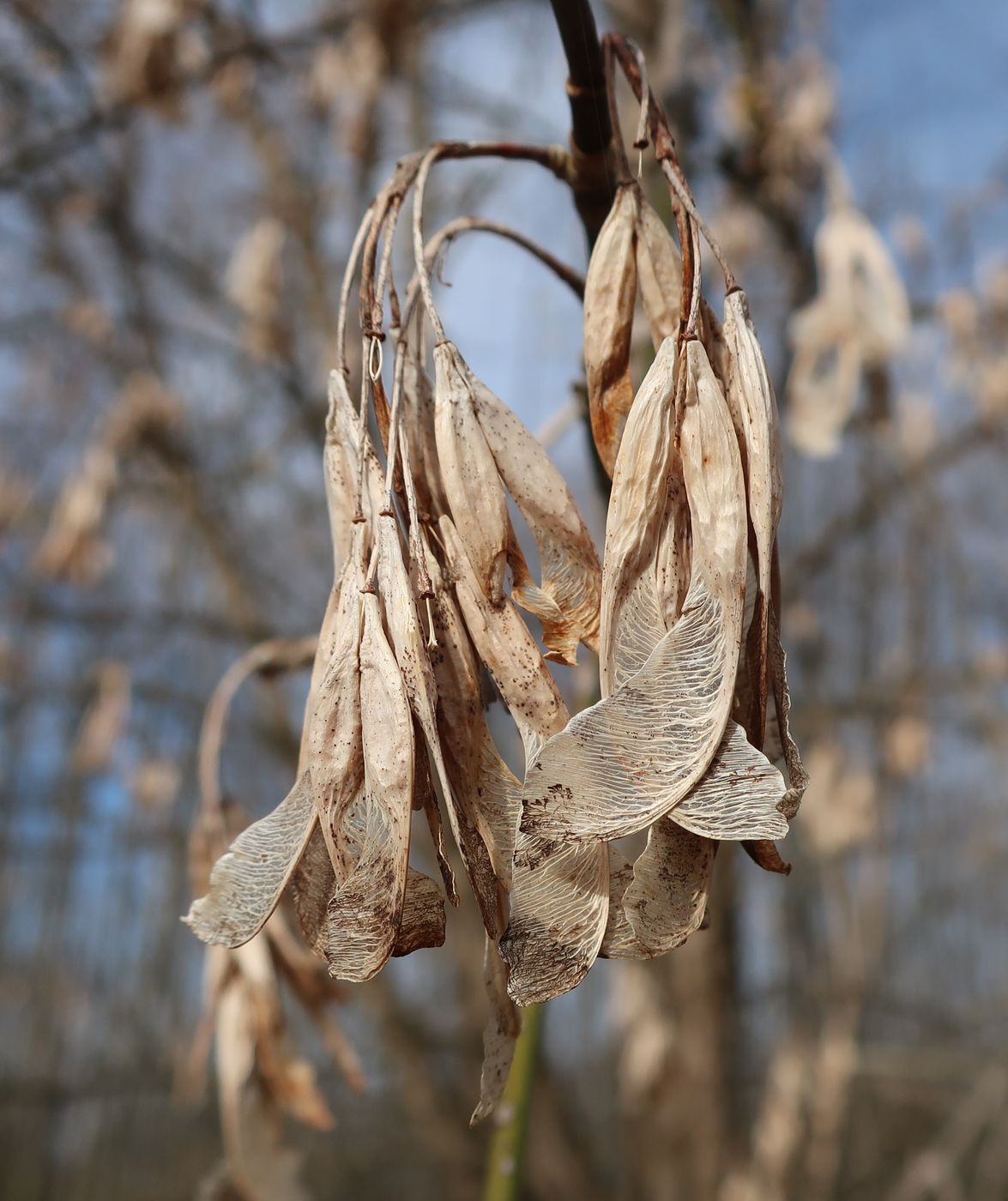 Image of Acer negundo specimen.