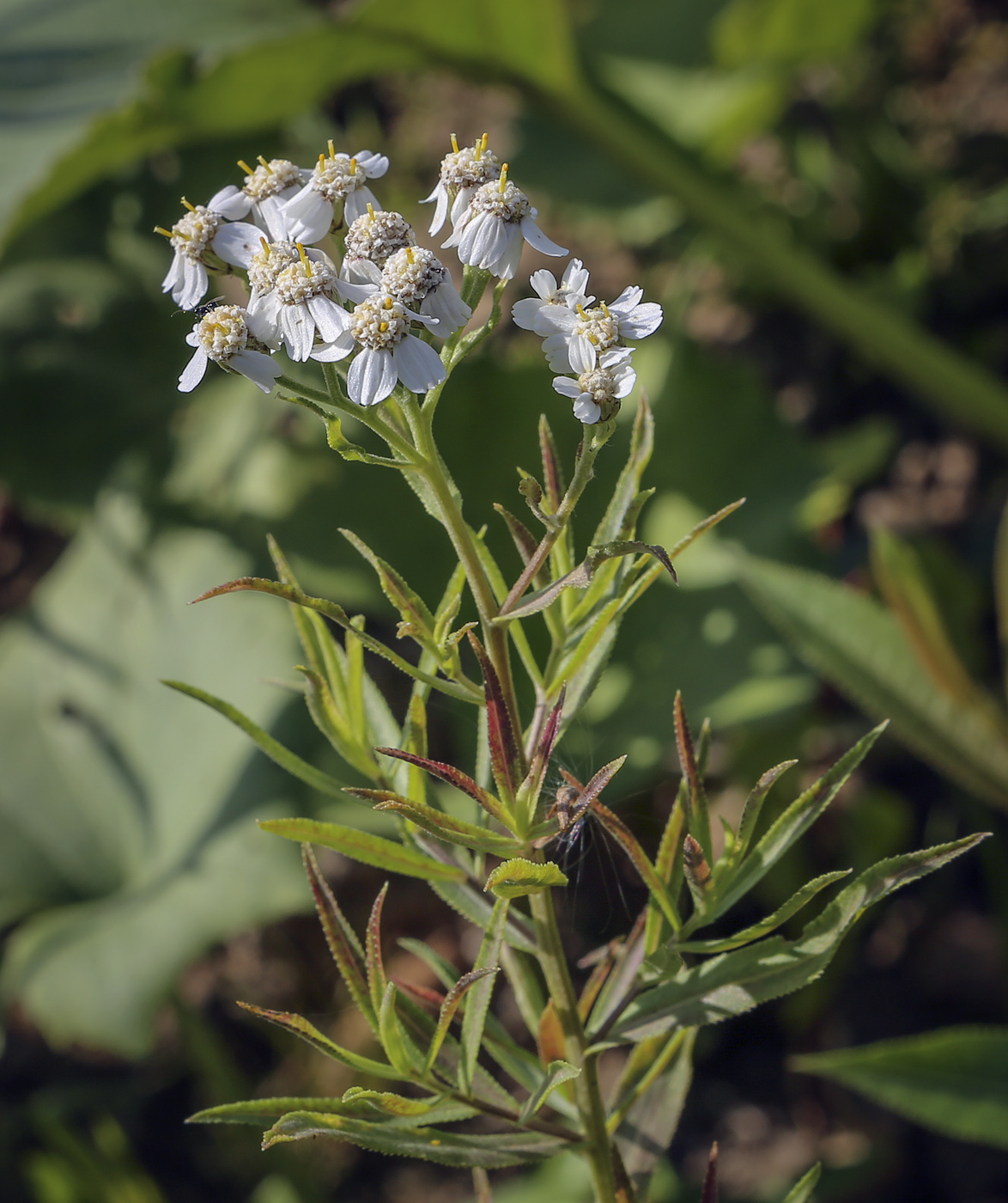 Image of Achillea salicifolia specimen.