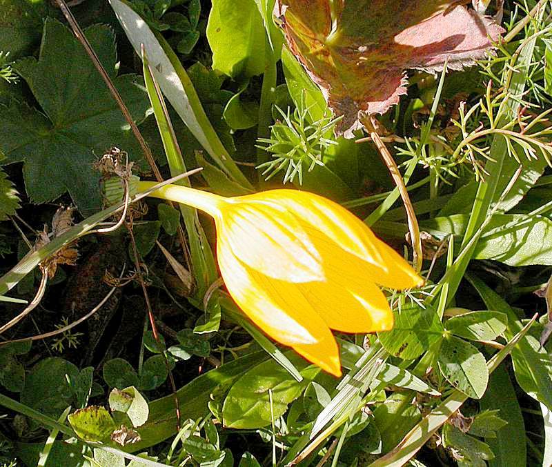 Изображение особи Crocus scharojanii.