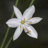 Anthericum ramosum. Цветок с сидящим жуком из подсем. Malachiinae. Крым, Бахчисарайский р-н, окр. пгт Куйбышево, склон горы поросший дубом. 17.06.2022.