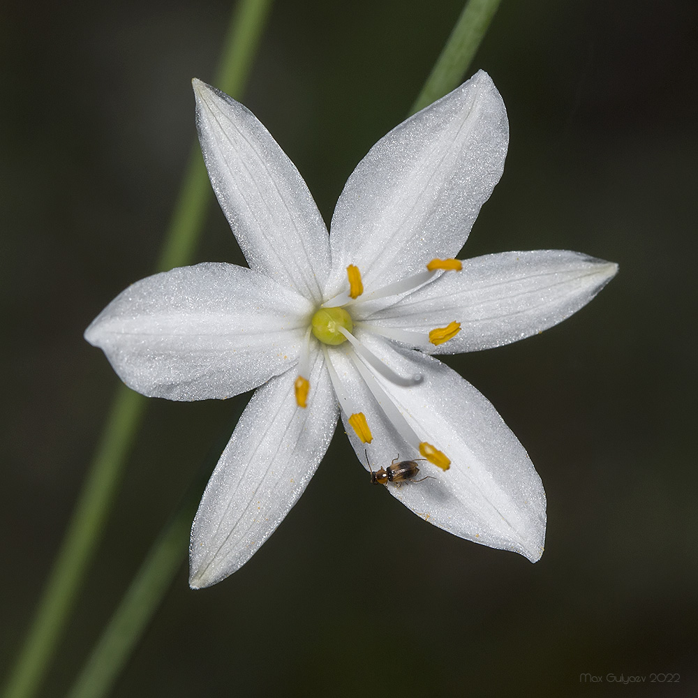 Изображение особи Anthericum ramosum.