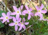 Phlox sibirica