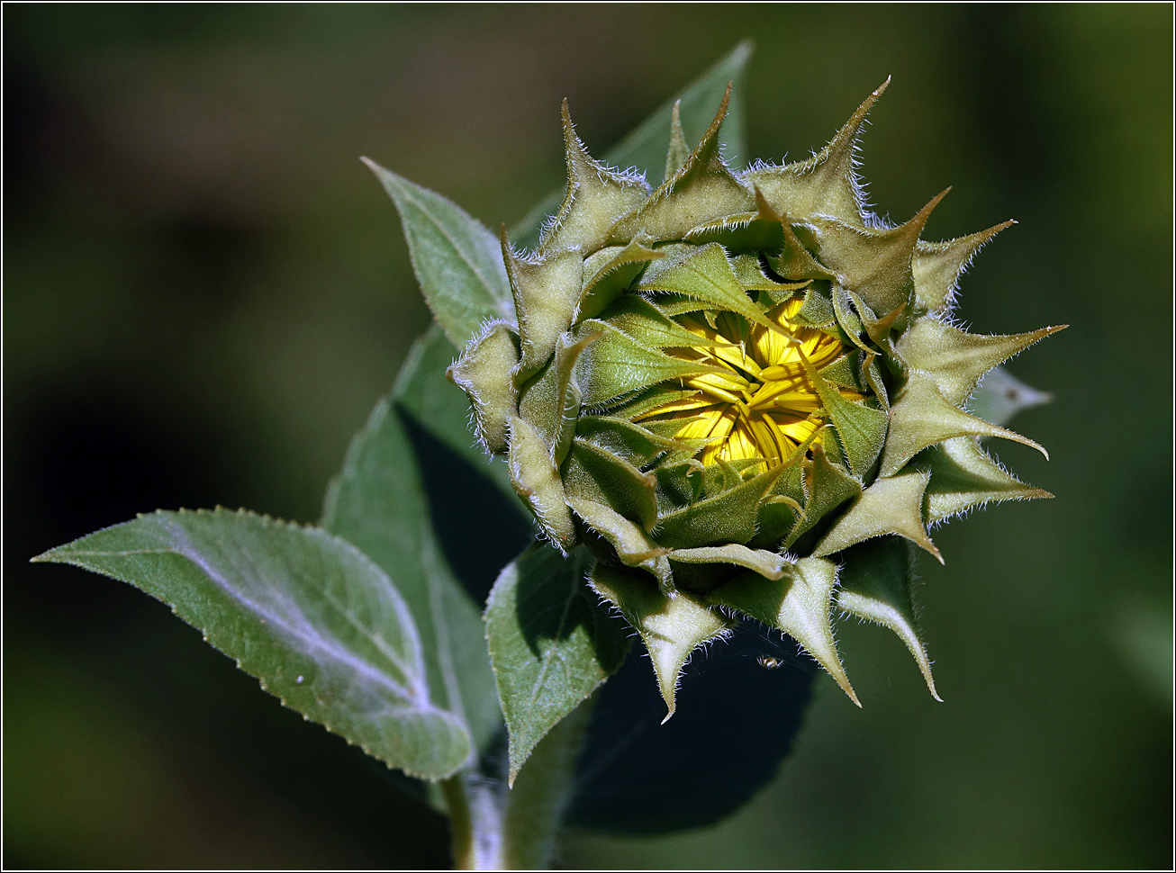 Image of Helianthus annuus specimen.