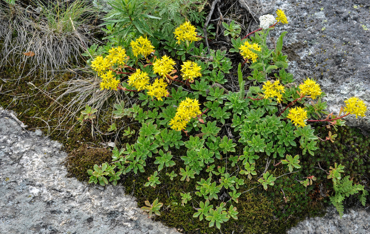 Image of Aizopsis hybrida specimen.