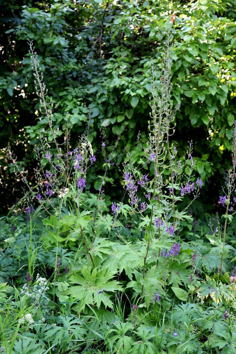 Image of Aconitum septentrionale specimen.