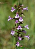 genus Clinopodium. Цветки и бутоны. Республика Абхазия, Ткварчельский р-н, окр. пос. Акамара, обочина дороги. 26.09.2022.