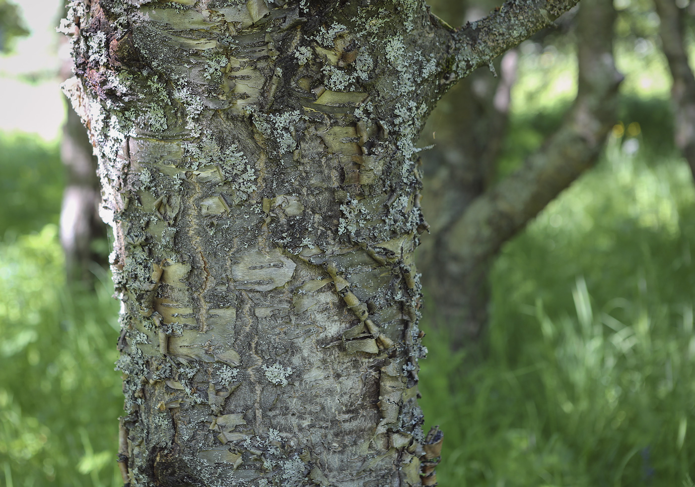 Image of Cerasus avium specimen.