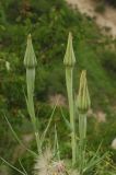 Tragopogon pseudomajor