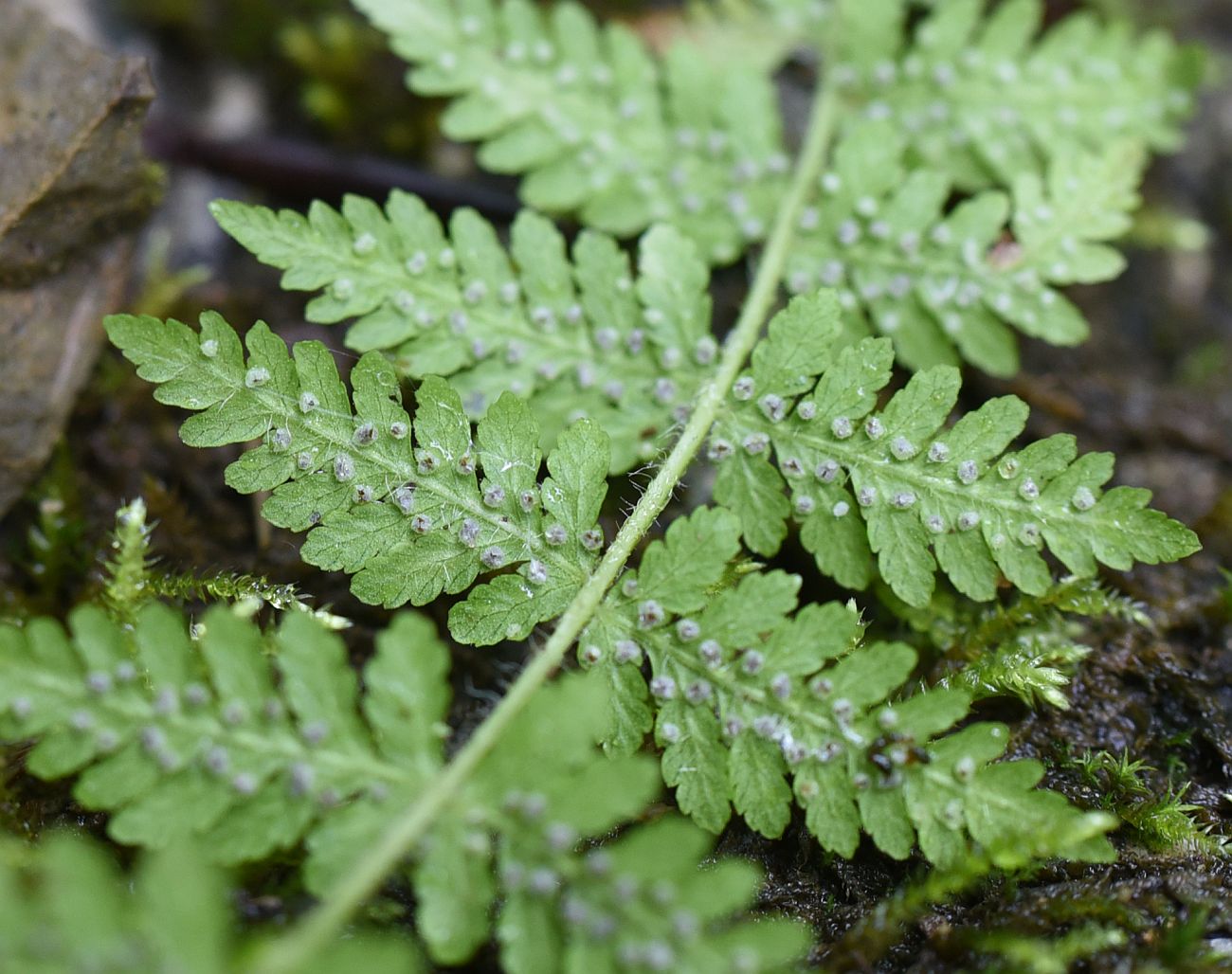 Изображение особи Woodsia caucasica.