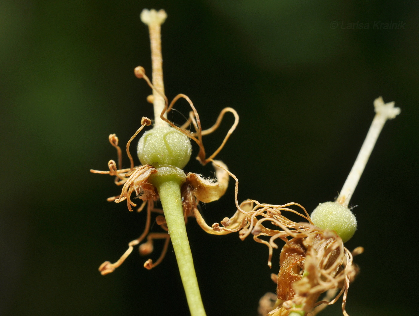 Image of Tilia amurensis specimen.