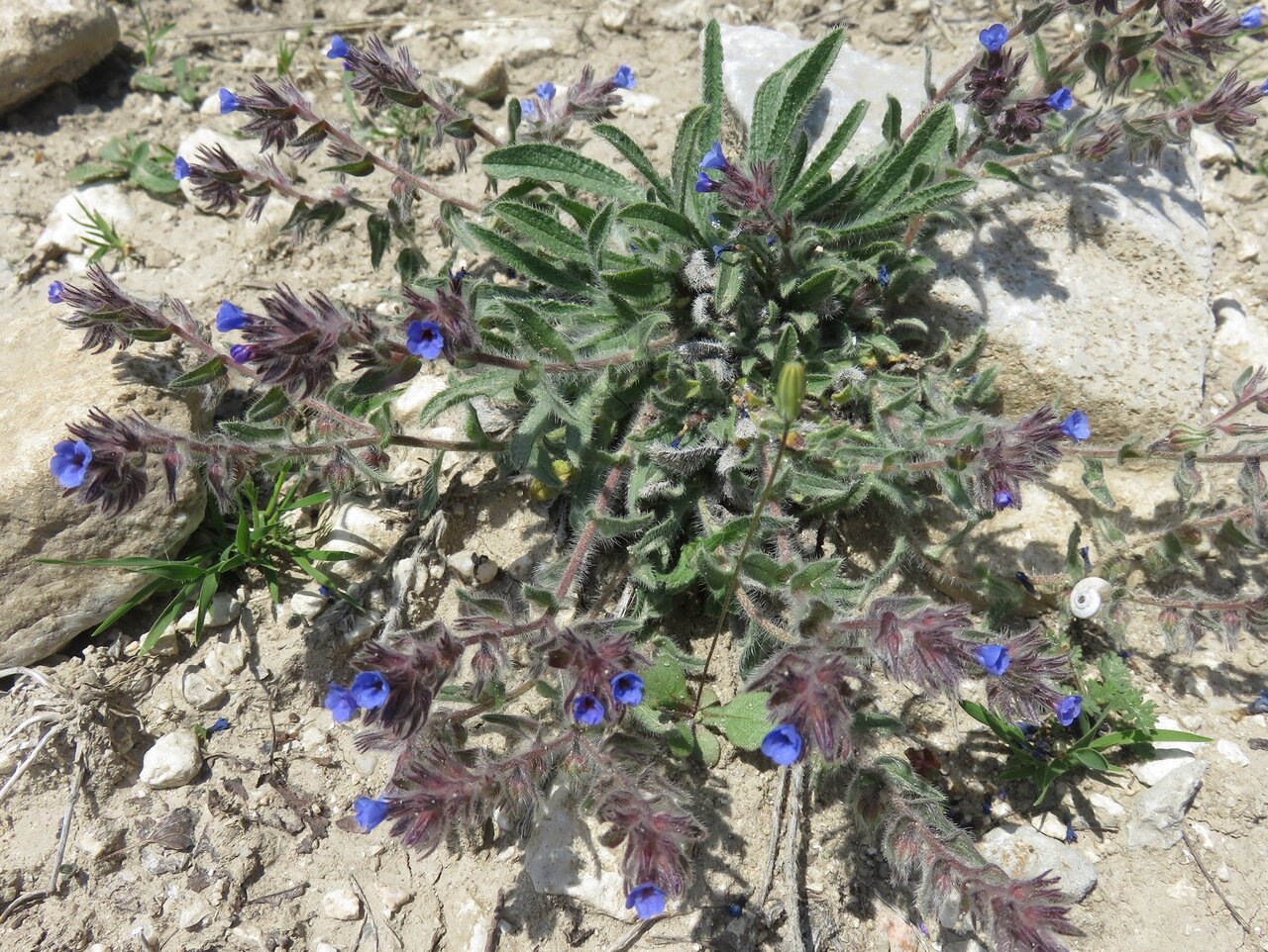 Image of Alkanna tinctoria specimen.