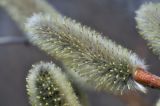 Salix gracilistyla