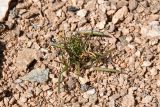 Leptaleum filifolium. Плодоносящее растение. Узбекистан, Каракалпакия, хр. Султан-Уиздаг, щебнистый склон. 8 апреля 2023 г.