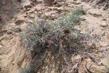 genus Astragalus. Цветущее растение. Узбекистан, Каракалпакия, окр. крепости Аяз-Кала, песчано-щебнистый участок. 11 апреля 2023 г.