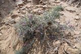 род Astragalus. Цветущее растение. Узбекистан, Каракалпакия, окр. крепости Аяз-Кала, песчано-щебнистый участок. 11 апреля 2023 г.