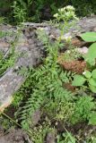 Cardamine impatiens