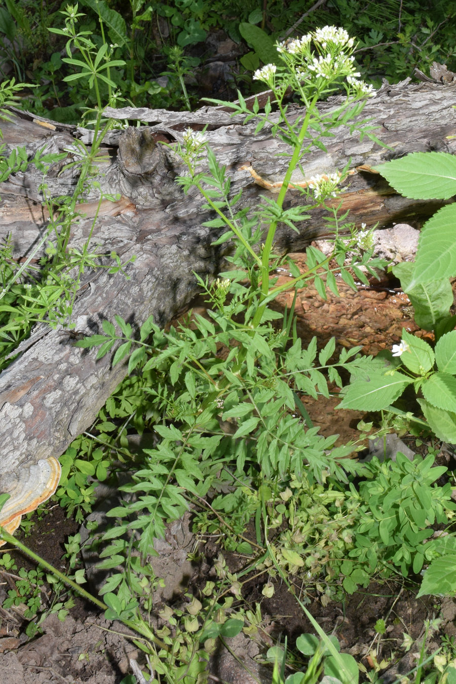 Image of Cardamine impatiens specimen.