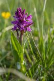 Dactylorhiza euxina. Цветущее растение. Краснодарский край, Туапсинский р-н, Главный Кавказский хр., окр. горы Семиглавая, высота 1400 м н.у.м., субальпийский луг. 28.05.2023.