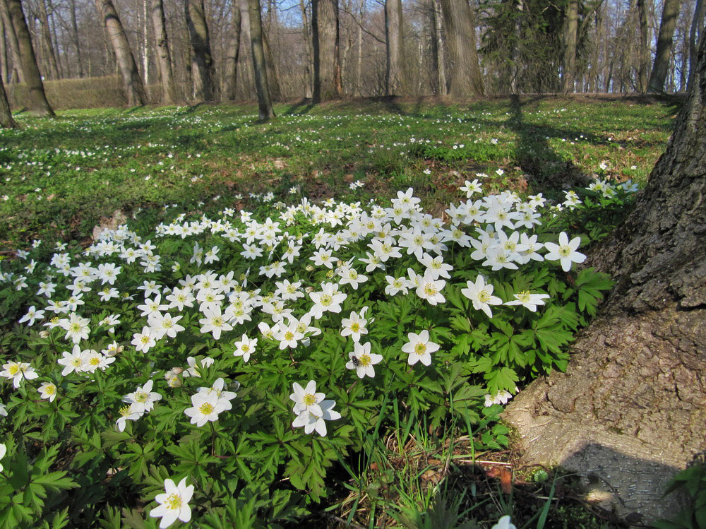 Image of Anemone nemorosa specimen.