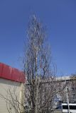 Изображение особи. Автор - Юлия Борисова
