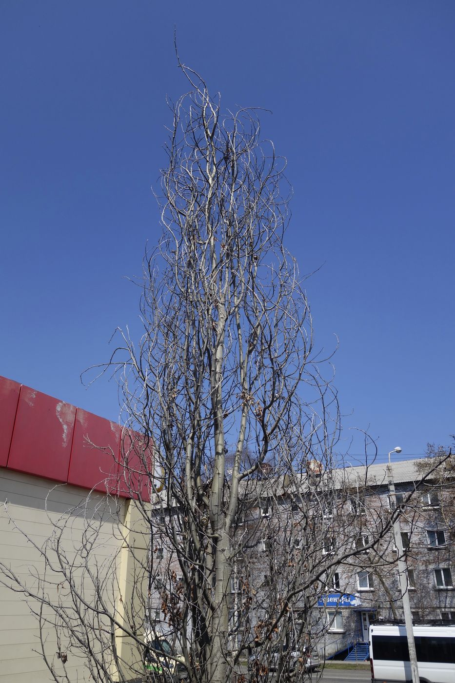 Изображение особи Populus alba.