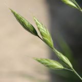 Bromus hordeaceus