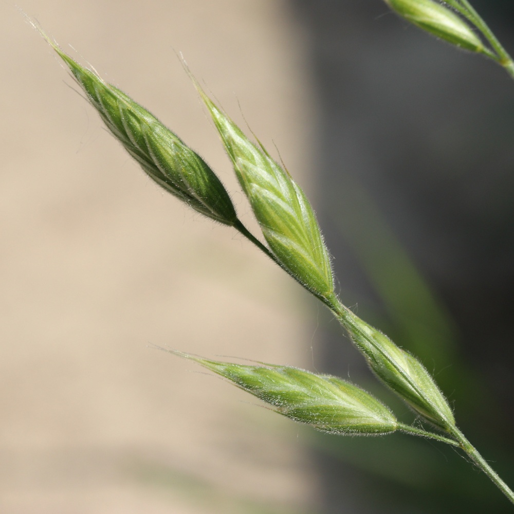 Изображение особи Bromus hordeaceus.