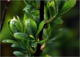 Spiraea &times; billardii