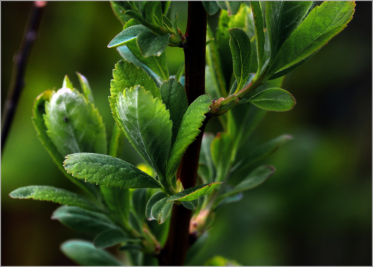 Изображение особи Spiraea &times; billardii.