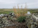Artemisia frigida