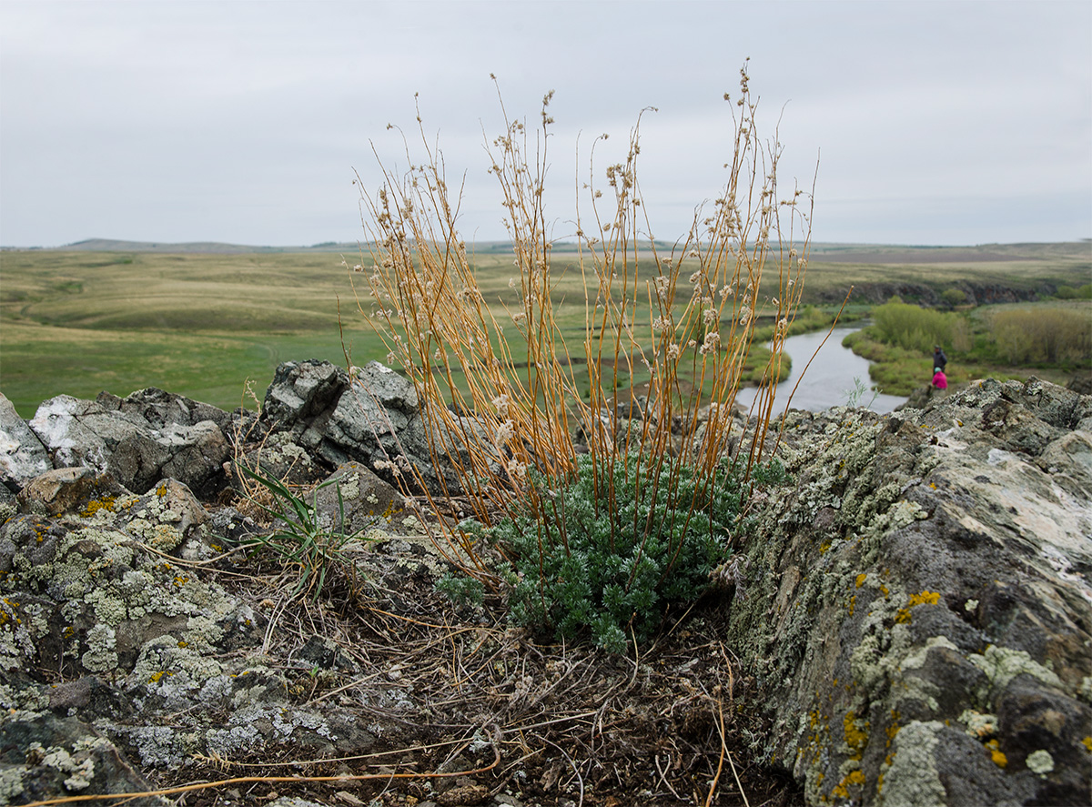 Image of Artemisia frigida specimen.