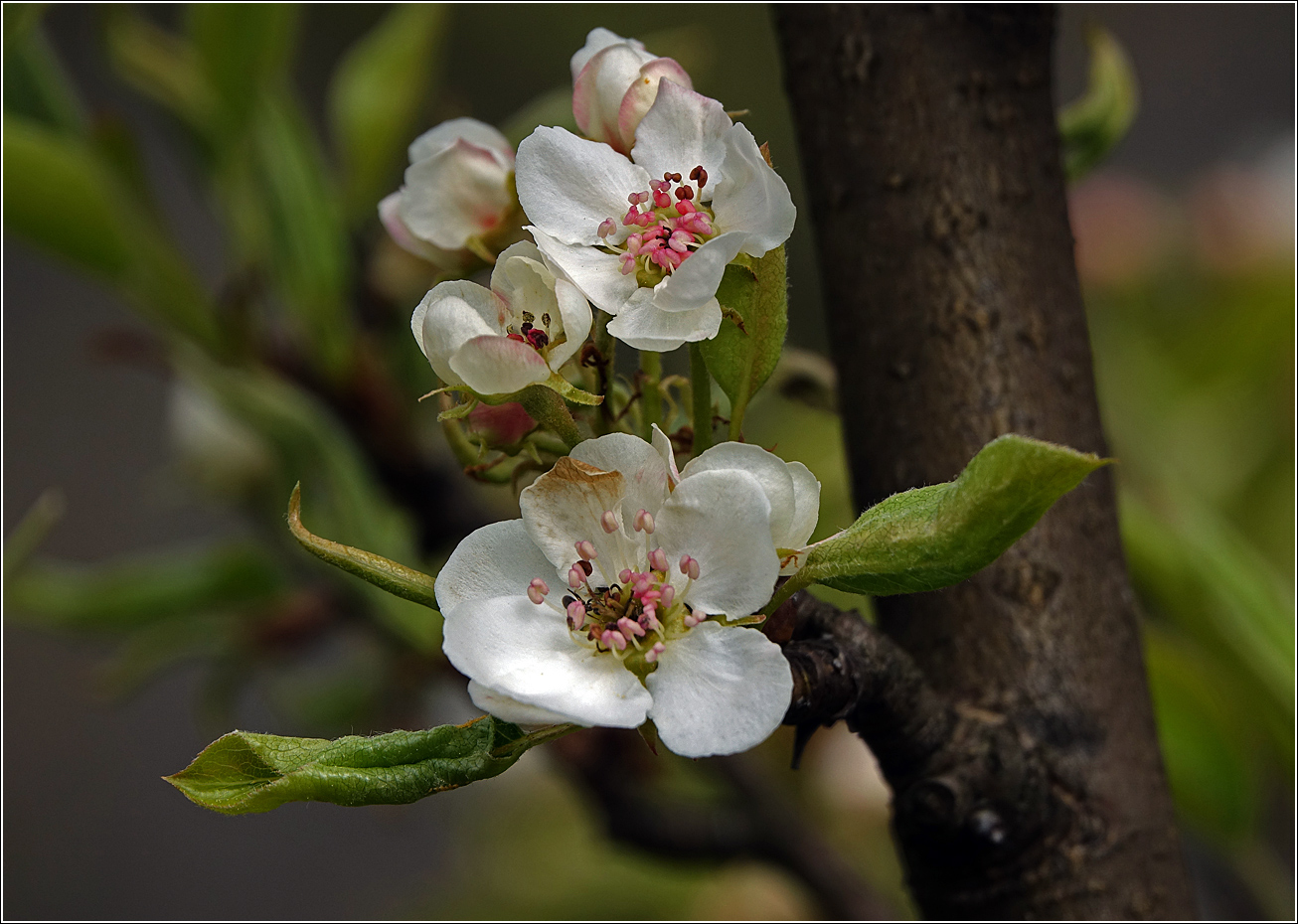 Image of Pyrus communis specimen.