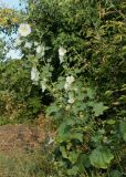 Alcea rosea