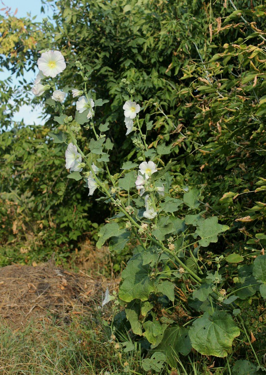 Изображение особи Alcea rosea.