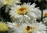 Chrysanthemum indicum