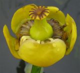 Nuphar × spenneriana
