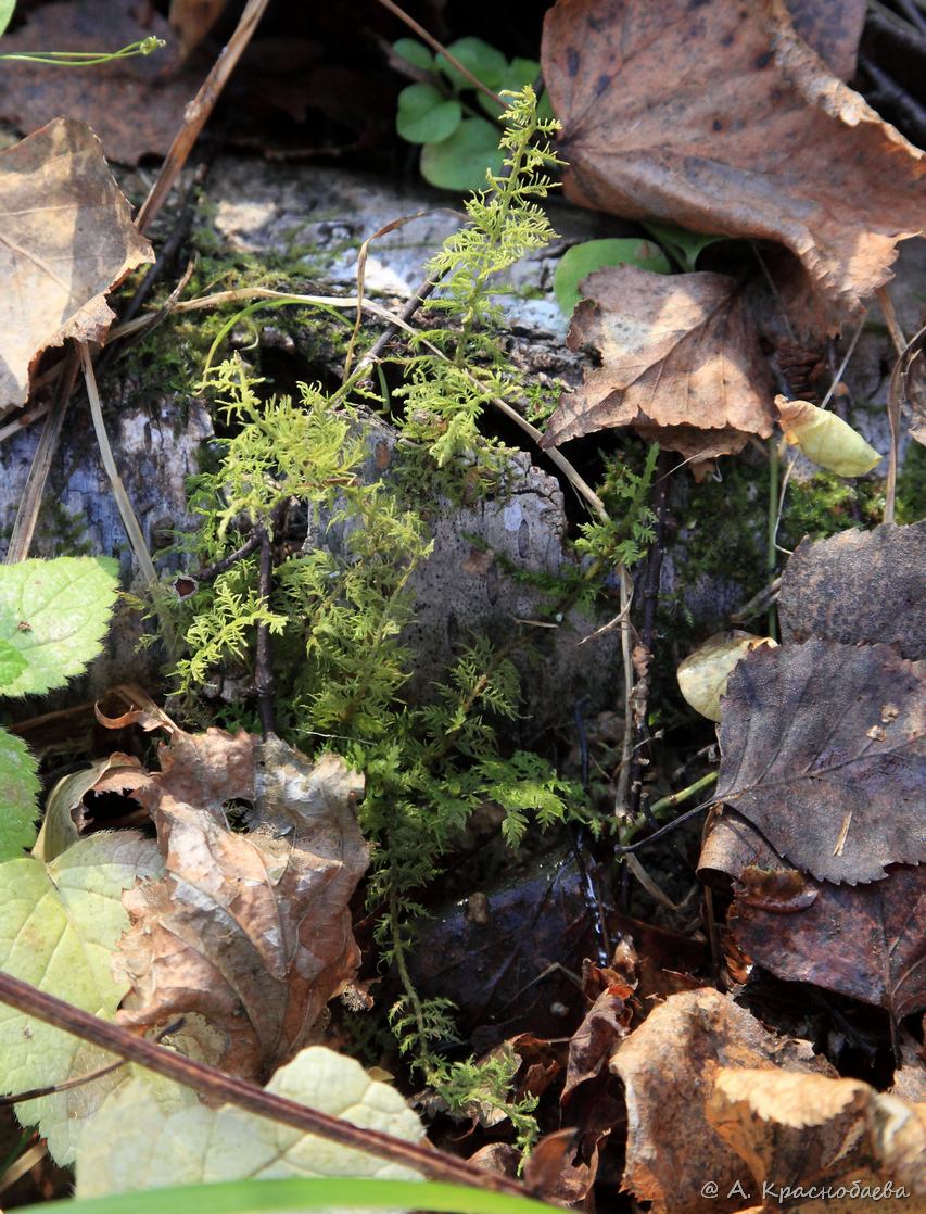 Image of genus Thuidium specimen.