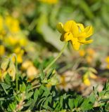 genus Lotus. Верхушка побега с соцветием; на переднем плане побег Polygonum. Пермский край, Кунгурский р-н, левый берег р. Шаква в р-не моста на Рыжково, обочина грунтовой дороги. 12 августа 2023 г.