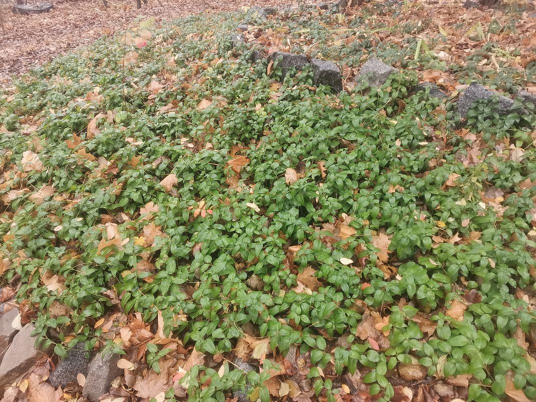 Image of genus Vinca specimen.
