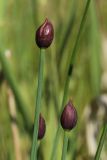 Allium schoenoprasum