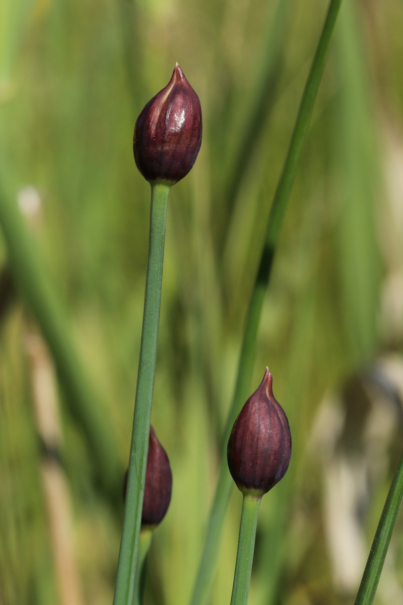 Image of Allium schoenoprasum specimen.