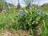 Pulmonaria mollis. Цветущее растение (форма с голубой окраской венчика). Томск, дол. р. Хромовка, лесной луг. 14.05.2017.