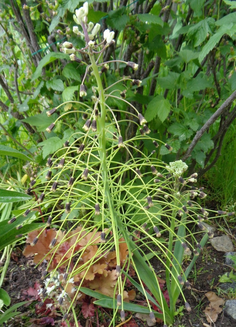 Image of Bellevalia sarmatica specimen.