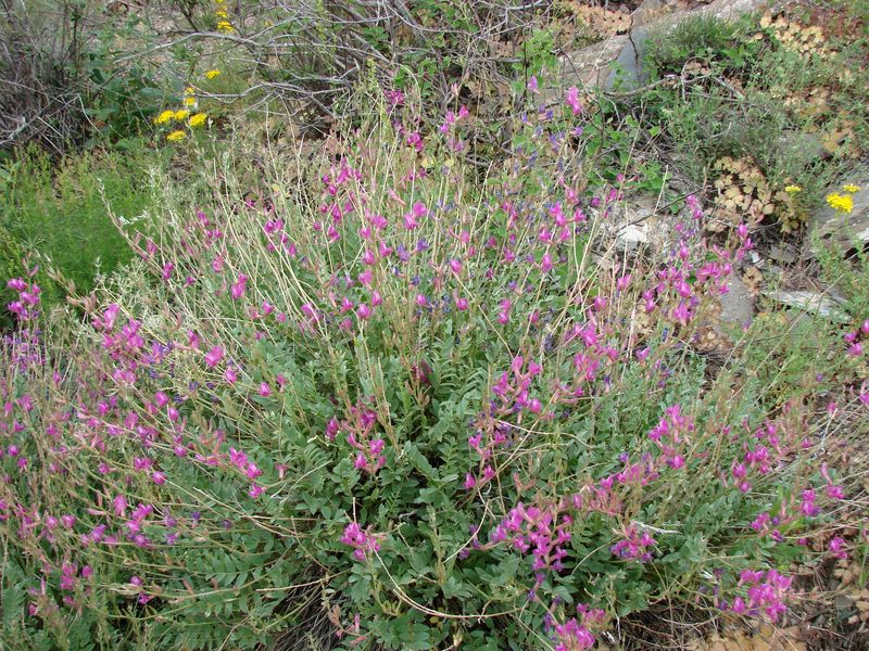 Изображение особи Oxytropis pseudorosea.